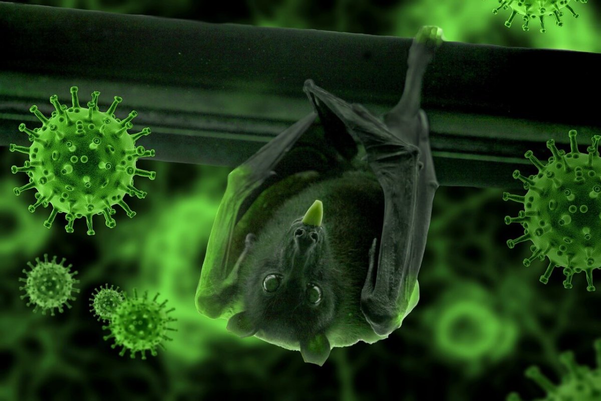 morcego-brasil-virus