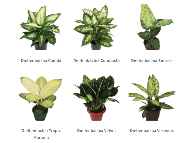 Plantas para dentro de casa: Comigo-ninguém-pode