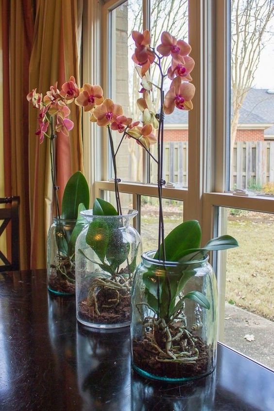 Orquídea