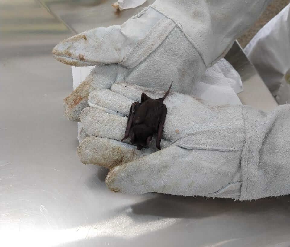 morcego-foz