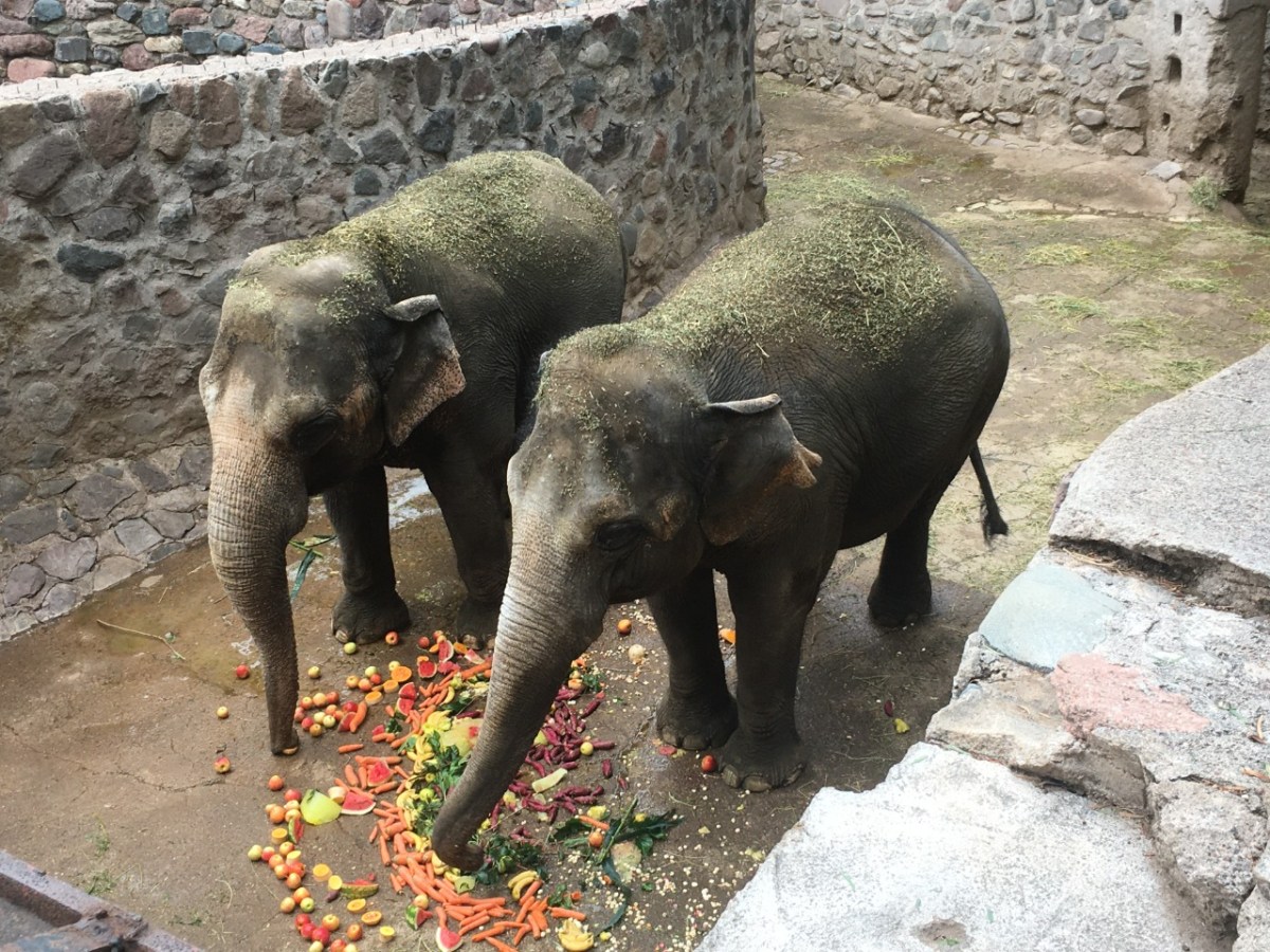 Elefantas mãe e filha
