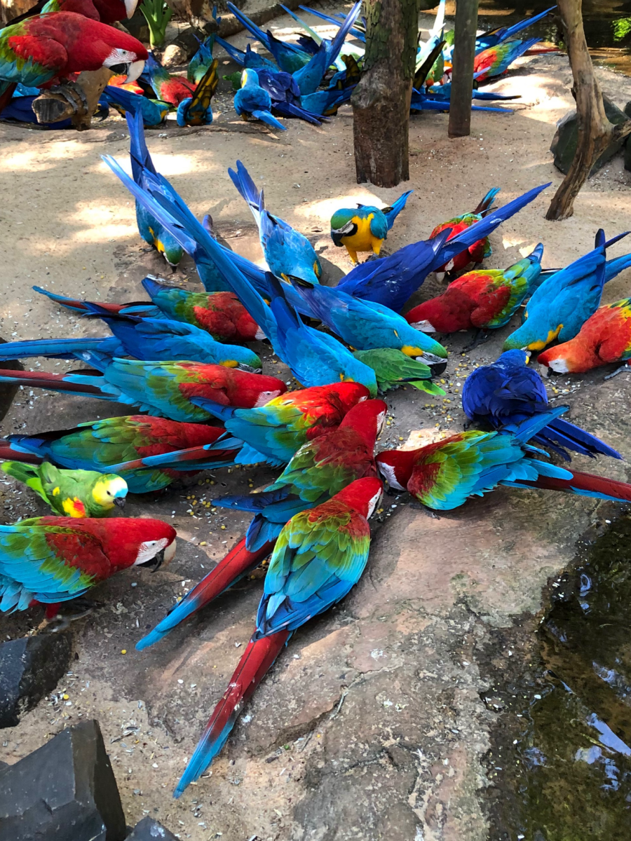 Para não esquecer: Parque das Aves tem gratuidade para moradores em outubro