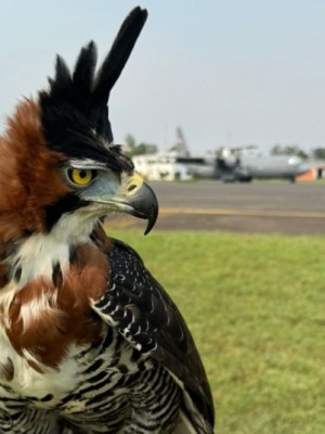 Aeroporto de Asunción Silvio Petirossi possui falcão para combate a colisão com pássaros